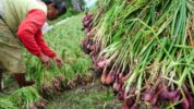 Benih bawang merah