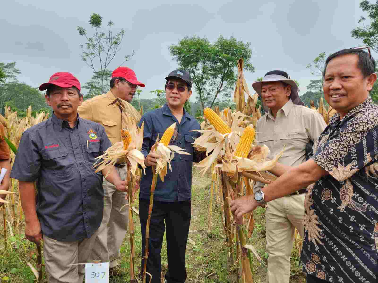 Unhas Segera Luncurkan Varietas Baru Jagung, Penuhi Kebutuhan Indonesia