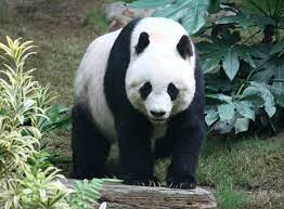 Panda, Fauna khas asal Asia