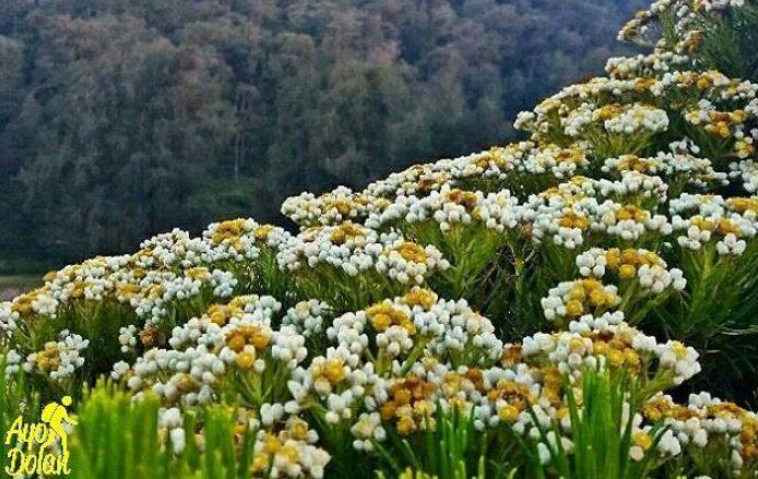 Makna, Fakta, dan Legenda Bunga Edelweiss yang Menarik