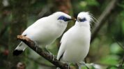 1500 Spesies Burung Musnah Akibat Ulah Aktivitas Manusia, Indonesia Ikut Terancam