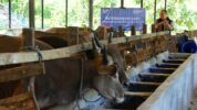 Bosowa Peduli Luncurkan Program Qurban untuk Warga Mamminasata dan Palestina